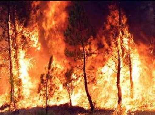 Tre ettari di bosco distrutti dal fuoco in provincia di Isernia