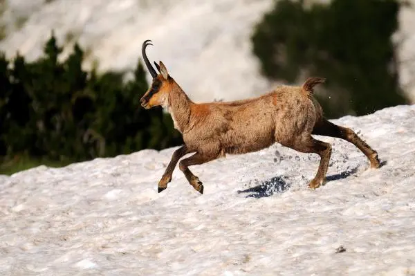 Camosci, boom di nascite al Parco Nazionale d'Abruzzo