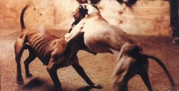 Zoomafia: allarme in Sicilia. Infiltrazioni mafiose nei crimini contro gli animali