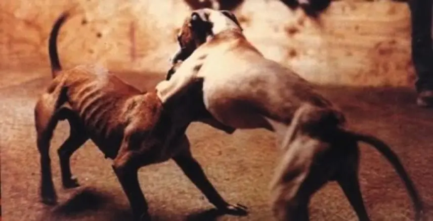 Zoomafia: allarme in Sicilia. Infiltrazioni mafiose nei crimini contro gli animali