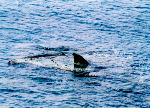 Avvistato uno squalo ad Ostia, panico fra i bagnanti