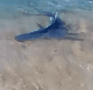 Squalo a riva sulle coste della Sardegna, panico fra i bagnanti [CON VIDEO]