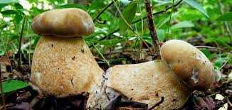 Ricoverati in Italia per un fungo, gli esperti invitano sempre alla prudenza