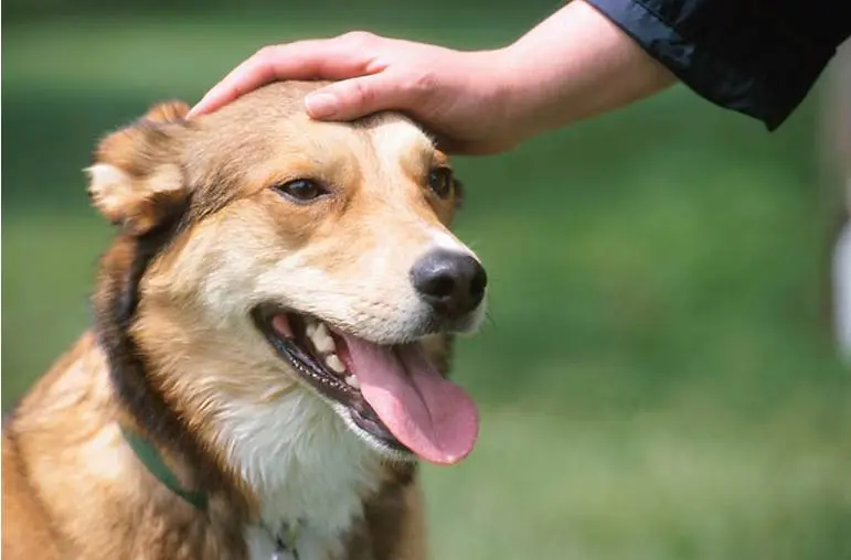 Trieste: cane lasciato solo in casa in condizioni precarie, liberato dalla polizia