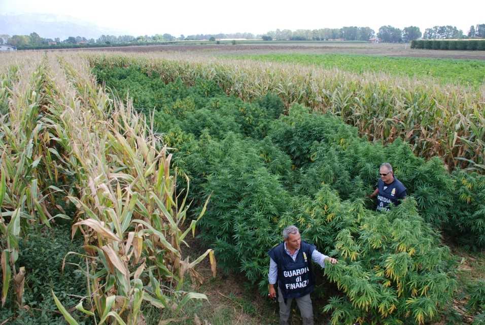 Pordenone: la Guardia di Finanza scopre una coltivazione di cannabis