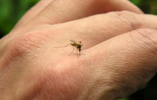 Il virus tropicale Chikungunya si diffonde anche in Europa