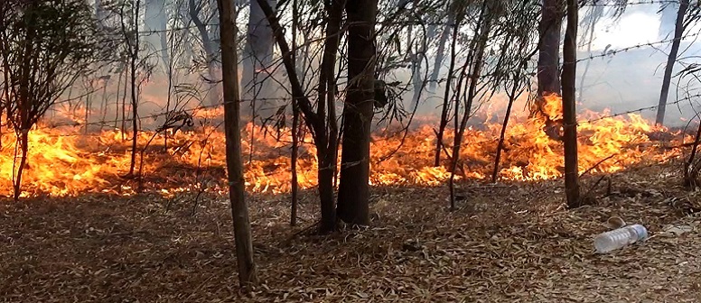 Sellia Marina (CZ), un nuovo incendio minaccia il villaggio "Borgo degli Ulivi" [VIDEO]