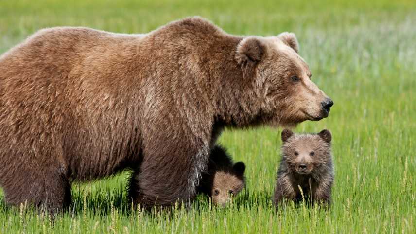 Trento, gli orsi "dannosi" saranno abbattuti, ma la LAV fa ricorso contro la provincia