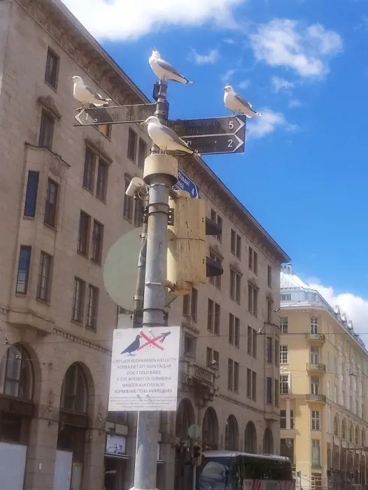 Helsinki, la città dei gabbiani "ormeggiata" sul Baltico