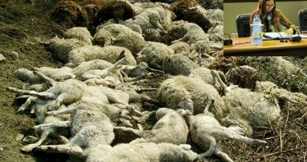 41 indagati per vaccinazioni Lingua blu.Regione pronta a costituirsi parte civile