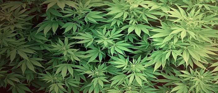 Terreno coltivato a marijuana sequestrato