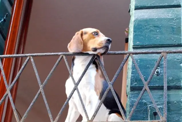 Animali domestici e Condominio, una non facile convivenza