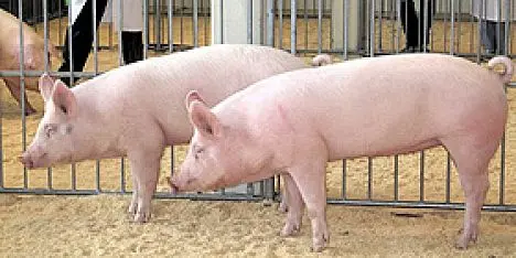 Task force regionale per debellare la peste suina