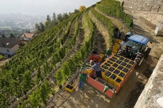 Valle d'Aosta, rapporto Bankitalia: cresce il settore agricolo, male tutto il resto