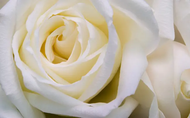 Festa delle Rose 2014 a Terni