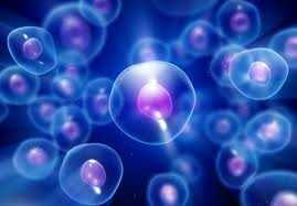 Diabete: clonazione delle cellule per aiutare a guarire?