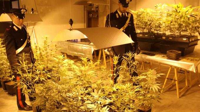 Trieste: arrestato un quarantenne, possedeva una serra di marijuana in casa