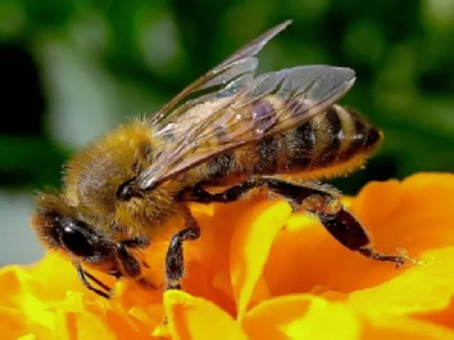 Api in pericolo, a salvarle ci pensa la "Vedovina maggiore", un fiore d'autunno