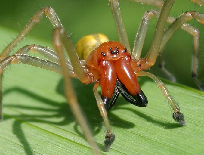 Ragni nel serbatoio, Mazda richiama 42mila vetture