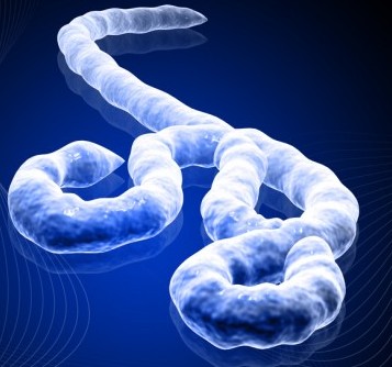 Sicilia a rischio Ebola?