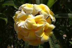 Con "La Zagara" sbarcano all'Orto Botanico di Palermo alcune piante rare