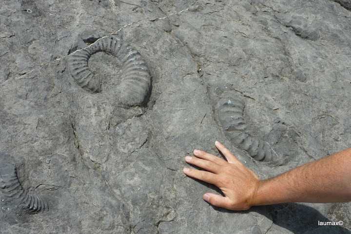 Scoperti nella zona montuosa siciliana i resti fossili di due grandi rettili preistorici