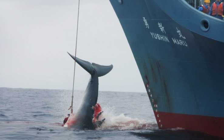 Giappone: l'Aja ordina lo stop alla caccia alle balene