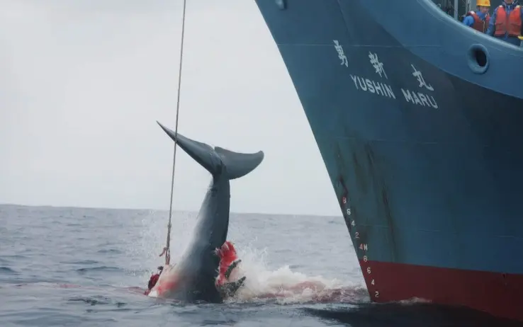 Giappone: l'Aja ordina lo stop alla caccia alle balene