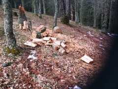 Comune di Rossano: tagli boschivi, vilipendio alla natura
