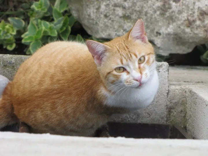 Lazio: a richio la colonia felina degli Aristogatti del Castello di Santa Severa