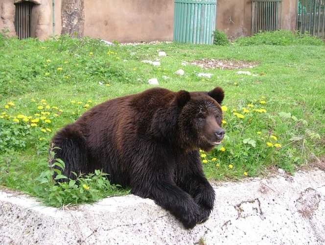 Wwf, salviamo l'orso marsicano: patto tra le Regione del Parco Nazionale d'Abruzzo