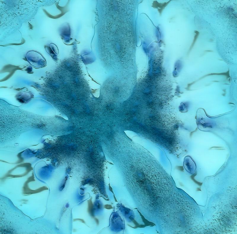 Gardenscan (Scansioni dall'orto)