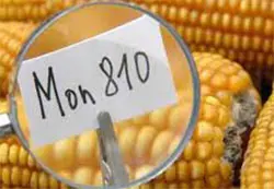 OGM: dopo l'Italia anche la Francia ha vietato la coltivazione del MON 810
