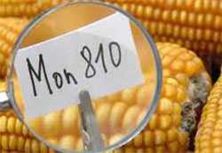 OGM: dopo l'Italia anche la Francia ha vietato la coltivazione del MON 810