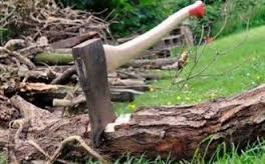 Tagliavano legname abusivamente, due denunce nel Catanzarese