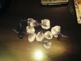 Droga, spaccio in rosa in un pub pescarese: sei arresti