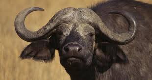 La bufala della scoperta dei monopoli magnetici