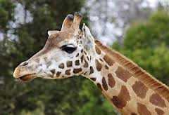 Società. Lo zoo di Copenaghen sacrifica una giraffa sana nonostante un'intensa campagna on-line