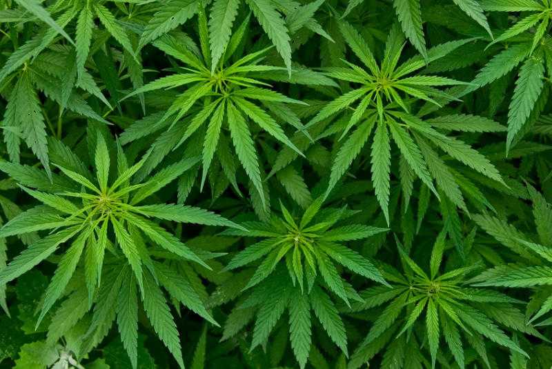 Torino potrebbe approvare l'uso della cannabis