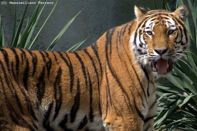 Le tigri indiane nel mirino dei trafficanti di animali