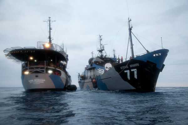 Sea Shepherd: navi ambientaliste speronate da flotta baleniera giapponese