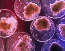 Cellule staminali coltivate senza embrioni.