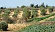 Agricoltura: riordino fondiario, Sardegna punta a ridurre frammentazione