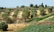 Agricoltura: riordino fondiario, Sardegna punta a ridurre frammentazione