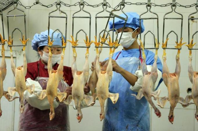 Cina, torna l'incubo aviaria