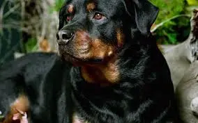 Osnago, bimbo azzannato da rottweiler, è grave