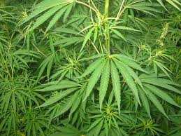 Cannabis. La Regione Puglia dice sì