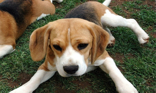 Test sugli animali, l'Ue intende denunciare l'Italia