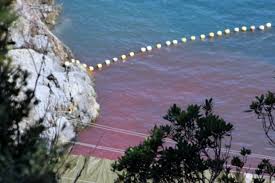 Taiji, la baia insanguinata inferno dei delfini in Giappone.