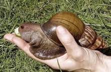 Colla elastica per la chirurgia cardiaca ispirata  dalle lumache